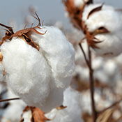 棉花類
